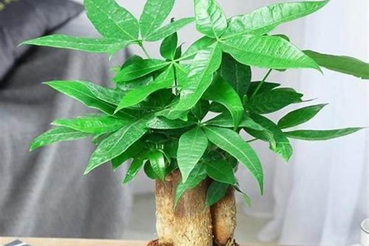 摇钱树要施什么肥料？