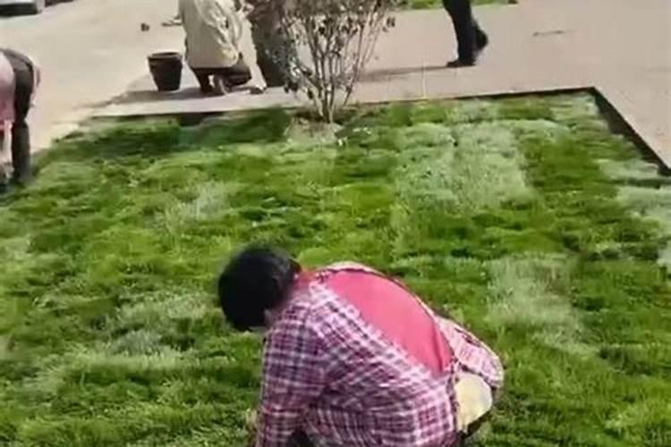 如何解决草坪养护难题？