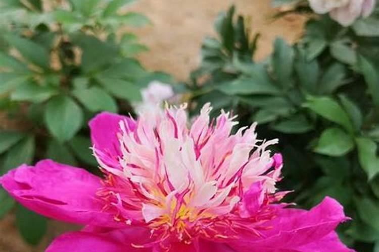 芍药的守护：虫害与防治策略全解析