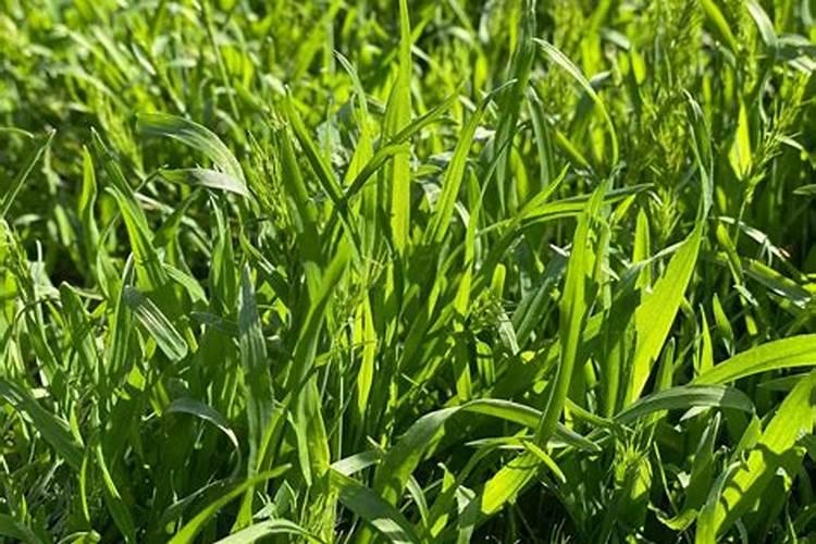 除草剂效果不明显由于7大原因导致？