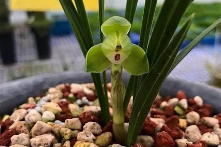 西兰花的绿色密码：科学施肥指南