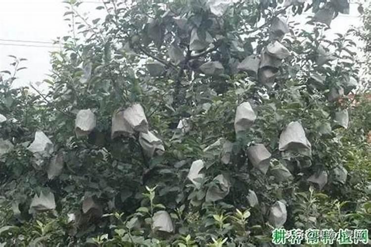 苹果套袋后该如何管理？