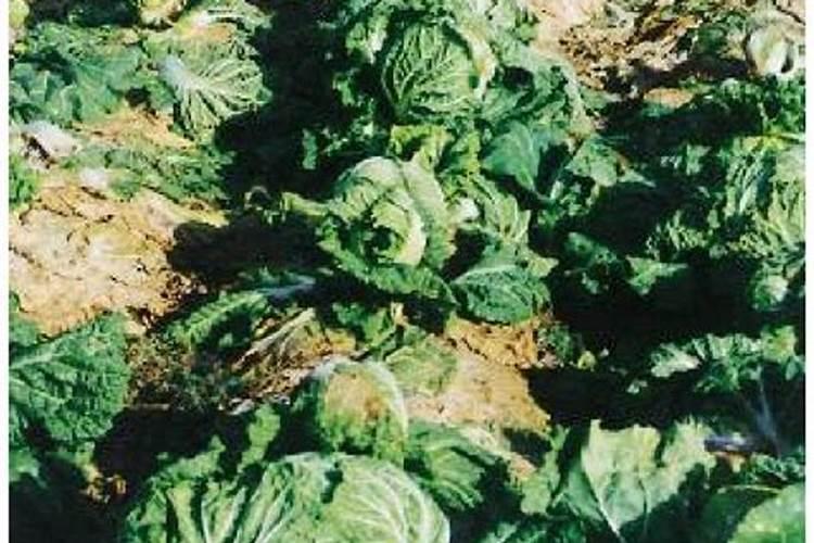 守护绿色宝藏：大白菜软腐病的农药防治策略