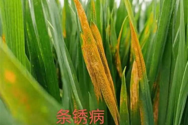 小麦锈病的发病原因、症状及综合防治方法？