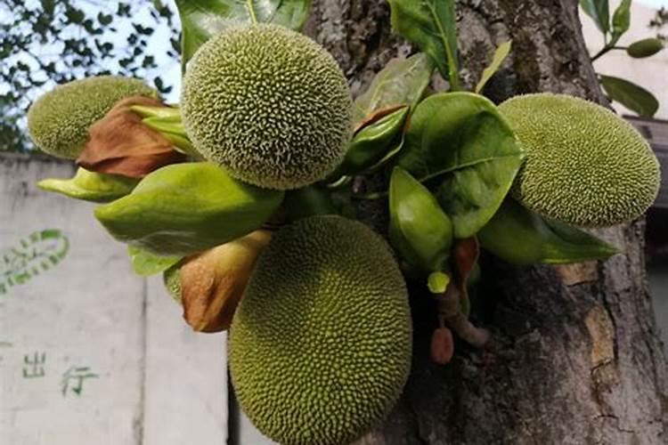 菠萝蜜开花多结果少，是什么原因？