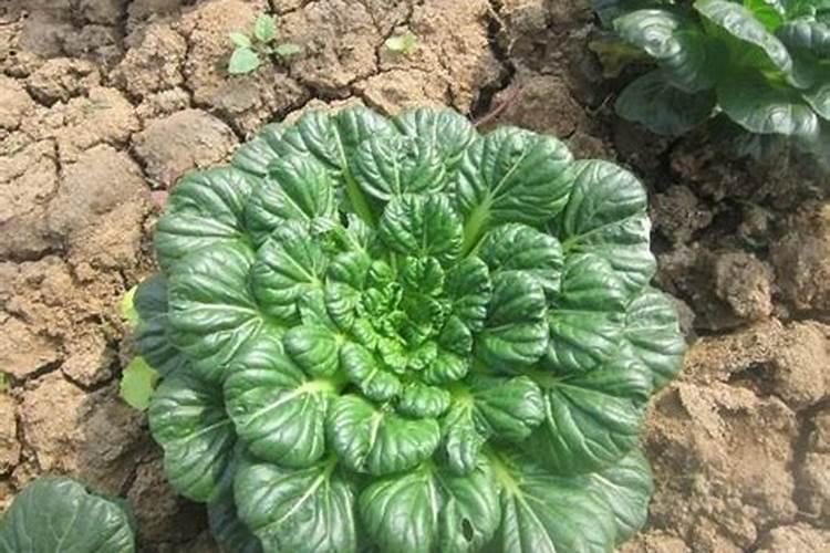 乌塌菜霜霉病：识别、预防与治疗