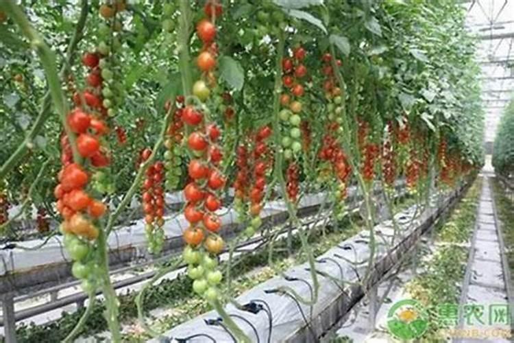 田间守卫者：西红柿叶霉病的科学防治策略