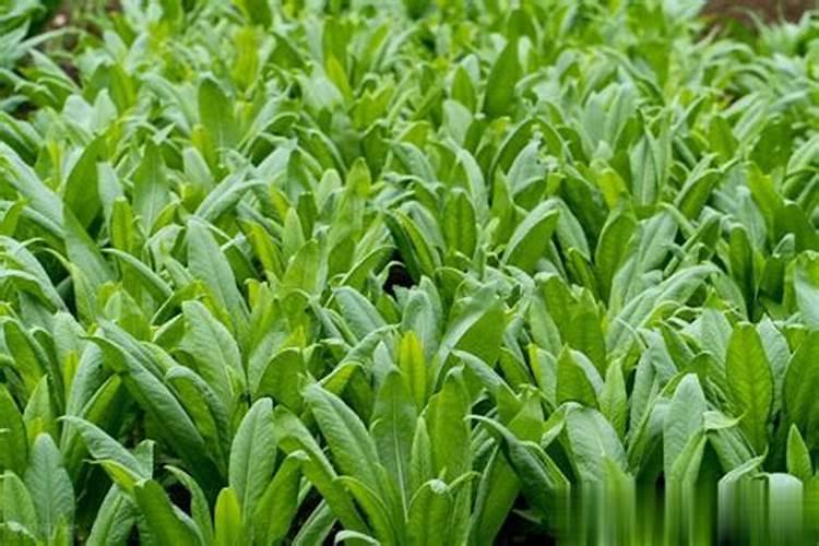 油菜高产的秘诀：正确施用硼肥