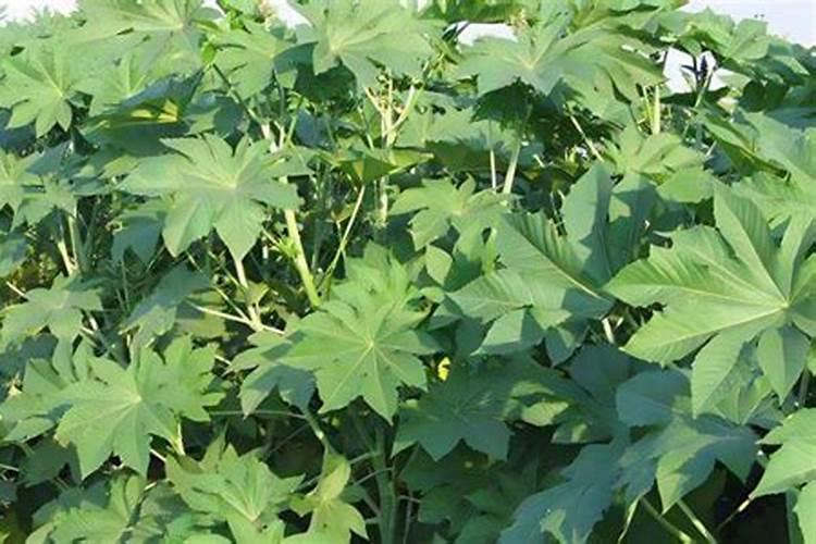 蓖麻播种前整地施肥的关键步骤