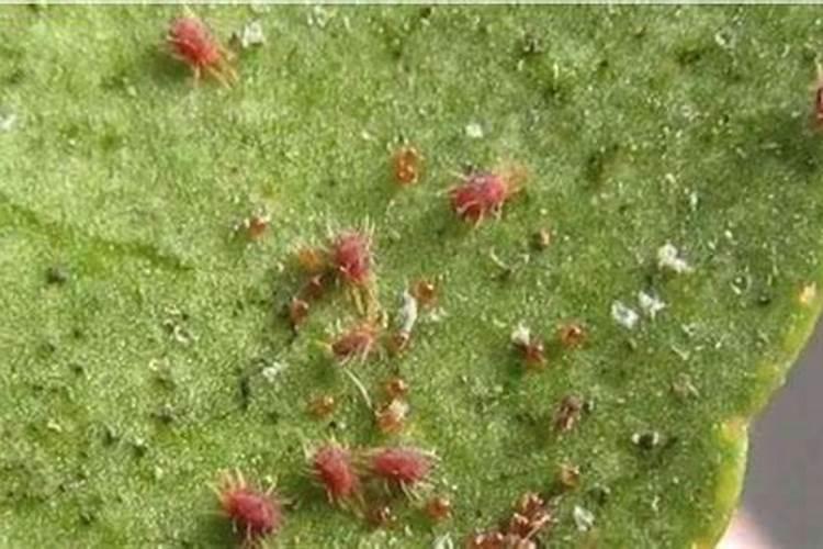 如何让玫瑰花远离红蜘蛛的危害？