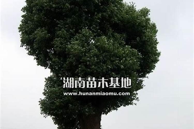 香樟树移植技术