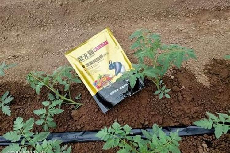 生根肥什么季节用最好用？