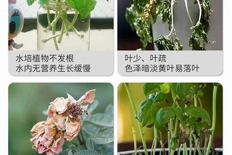 生根肥什么季节用最好用？