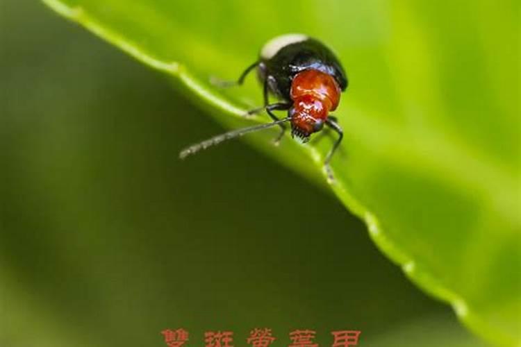 双斑萤叶甲的克星：高效杀虫剂的选择与应用