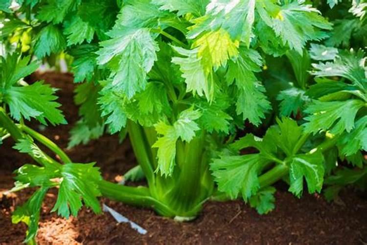 绿色守护：防治芹菜菌核病的科学用药策略