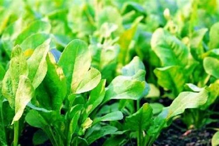 菠菜常见病虫害防治方法？