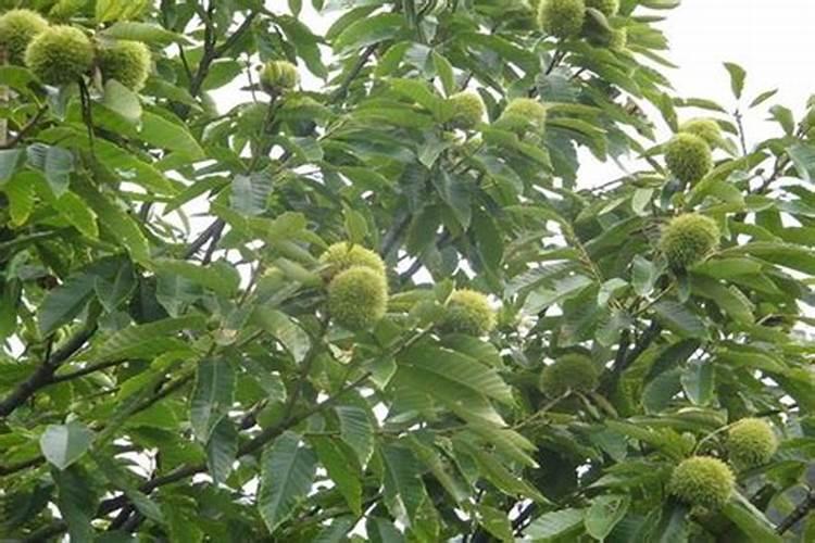 板栗如何施肥，板栗施肥要点？