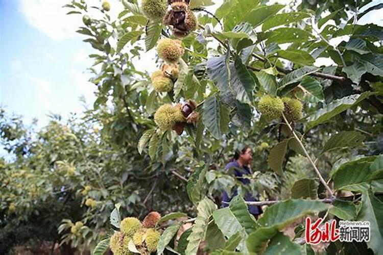 板栗丰收了来总结一下技术