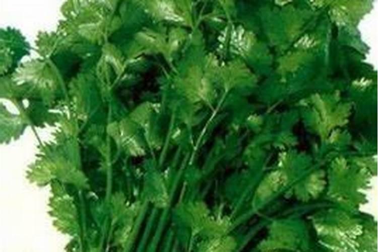 大叶香菜高产技术：提升产量与品质的关键步骤