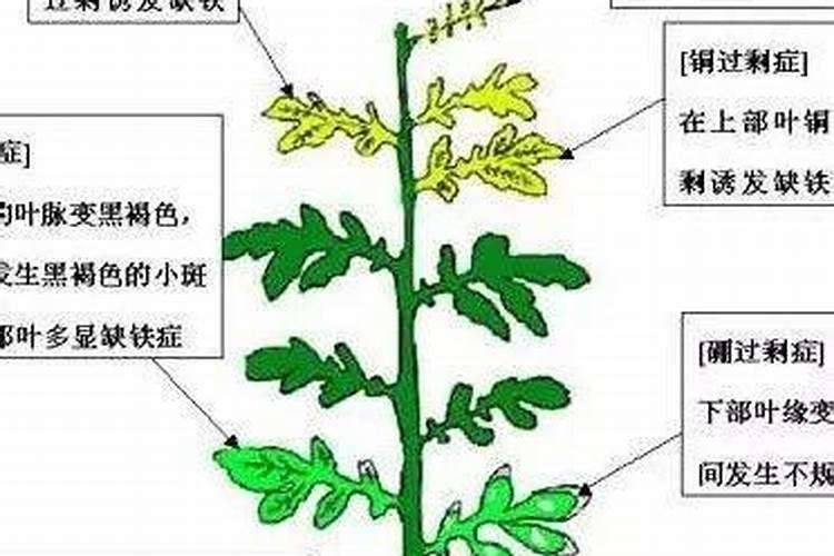 土豆钾肥几天吸收完？