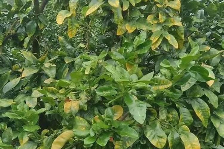 果树缺素症状？