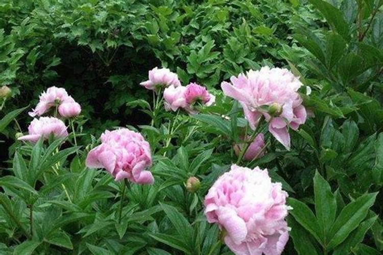 冬季来临，如何提高芍药催花成功率？