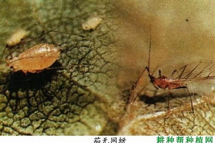 田间守护者：茄无网蚜的综合防治策略