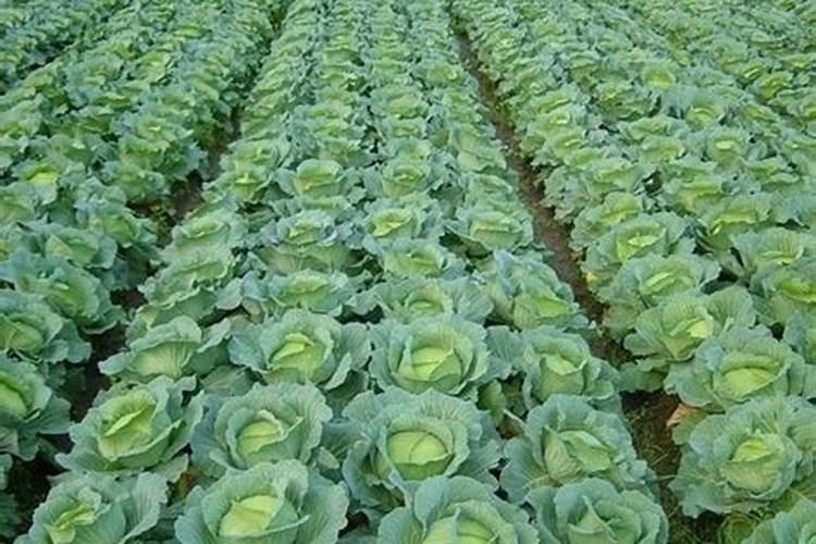 冬季蔬菜怎么防冻？