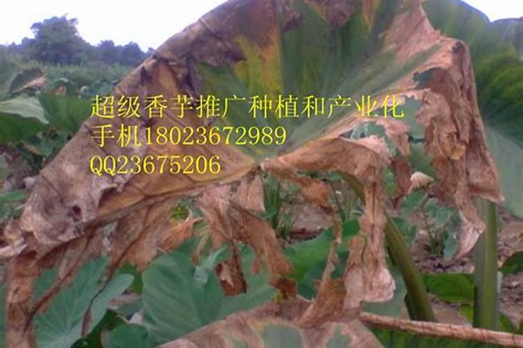 芋头软腐病有什么危害症状？