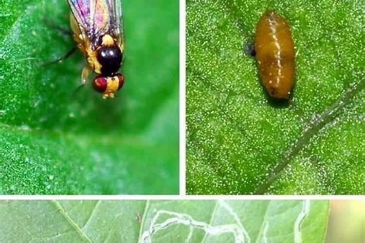 春回大地，警惕油菜潜叶蝇——防治策略解析