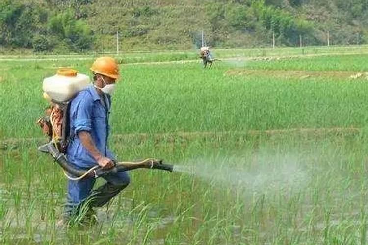 夏季农药喷洒的最佳时机：确保作物安全与效果最大化？