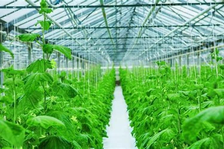 冬季大棚蔬菜管理控好温度是关键