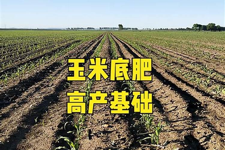 玉米底肥哪种复合肥好？玉米底肥的选择问题