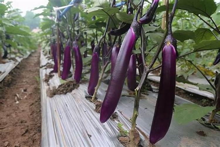 茄子施氮肥最佳方法是什么？