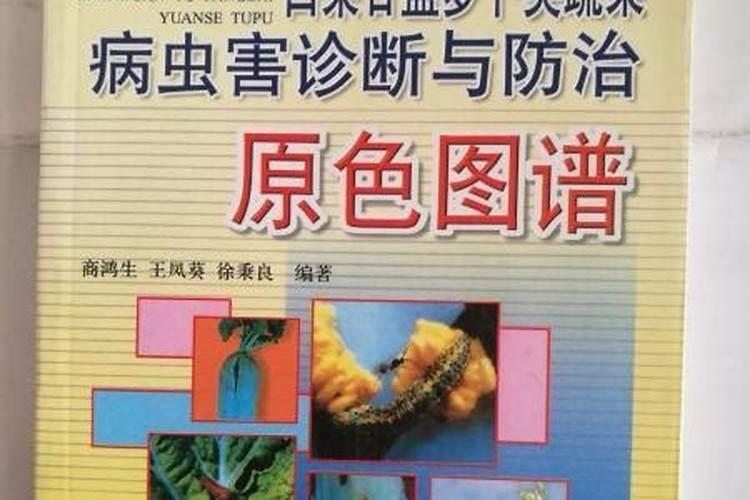 战胜甘蓝病毒病：策略与实践
