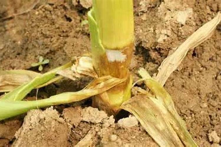 玉米种植妙招：高温高湿的天气，你家玉米得这些病了吗？