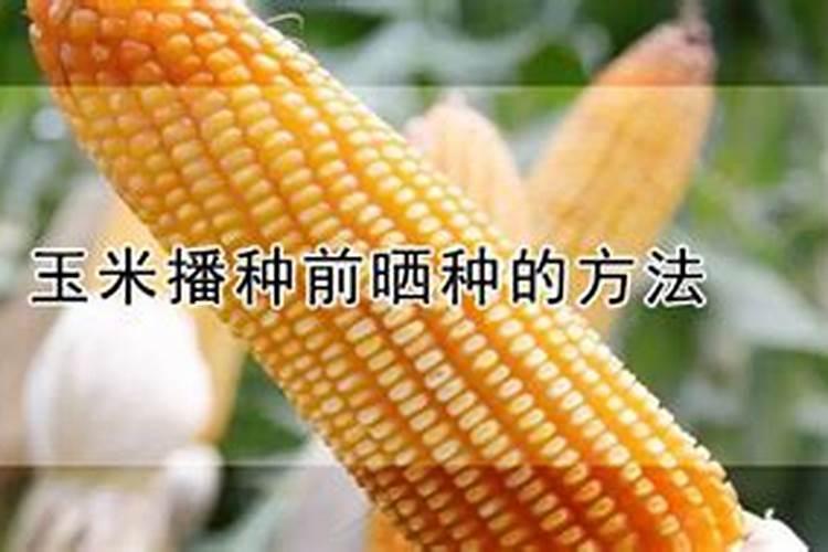 播种前的黄金准备：玉米晒种的奥秘