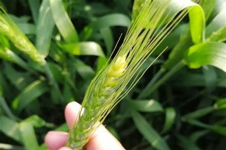 小麦底下叶片有点发黄，是肥烧的还是病虫害造成的？
