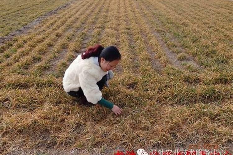 今年小麦遭遇冻害后该怎么办？