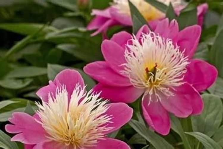 绽放华美：芍药花盆栽种植全攻略