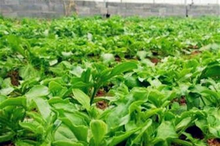 冰菜什么时候种植最好
