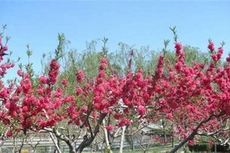 掌握正确的浇水方法，让植物茁壮成长？