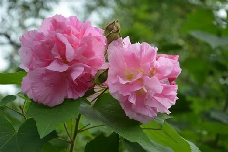 芙蓉花的繁殖与扦插方法：揭秘大自然的神奇力量？