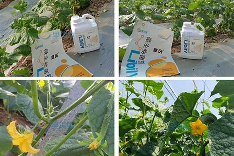 揭秘水溶肥的持久魅力：泡水后究竟能保鲜多久？