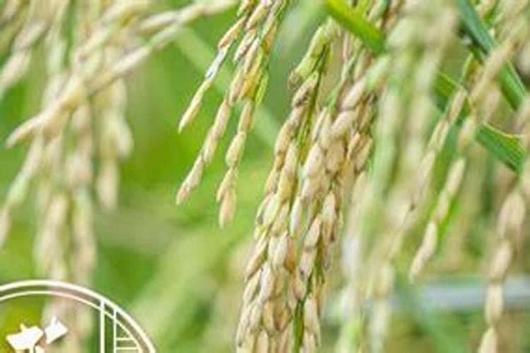 水稻种子要泡多久才可以种植呢？