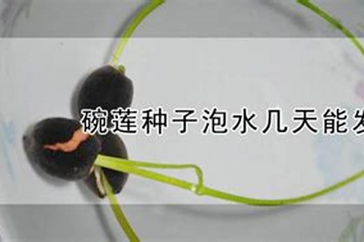 玉肥泡水多久