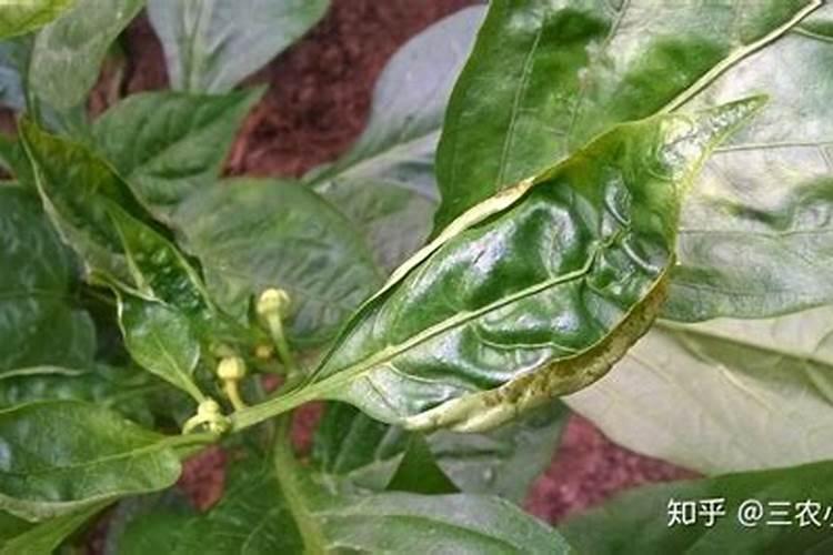 辣椒褐斑病的危害状有哪些？