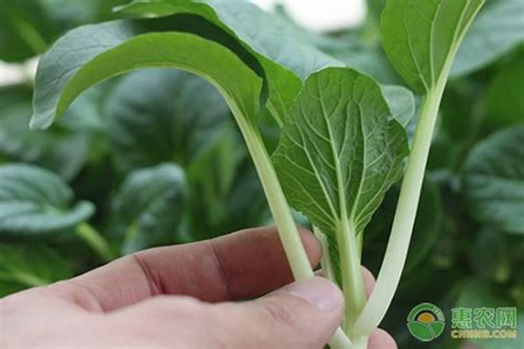 油菜立春后还能追肥吗附种植方法