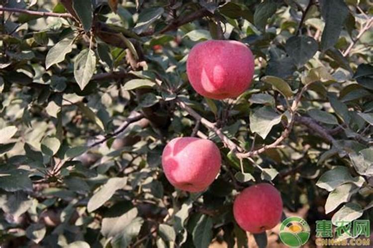 苹果萌芽期是什么时候？萌芽期应该如何施肥？