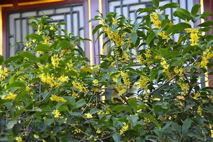 桂香四溢：桂花的繁殖方法及日常养护管理？
